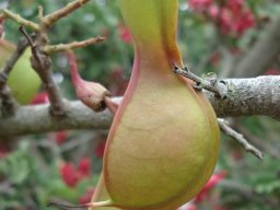 Schotia afra var. afra green pod